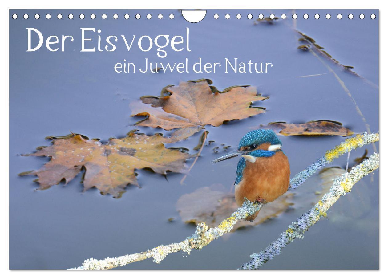 Cover: 9783675412965 | Der Eisvogel, ein Juwel der Natur (Wandkalender 2024 DIN A4 quer),...