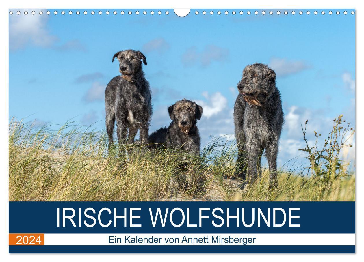 Cover: 9783383211218 | Irische Wolfshunde (Wandkalender 2024 DIN A3 quer), CALVENDO...