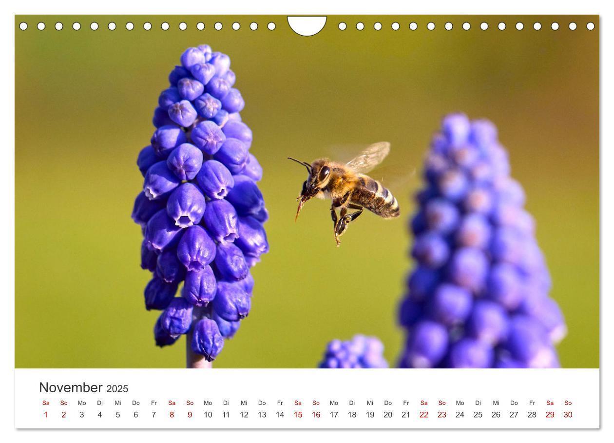 Bild: 9783383927485 | Die Welt der fleißigen Bienen (Wandkalender 2025 DIN A4 quer),...