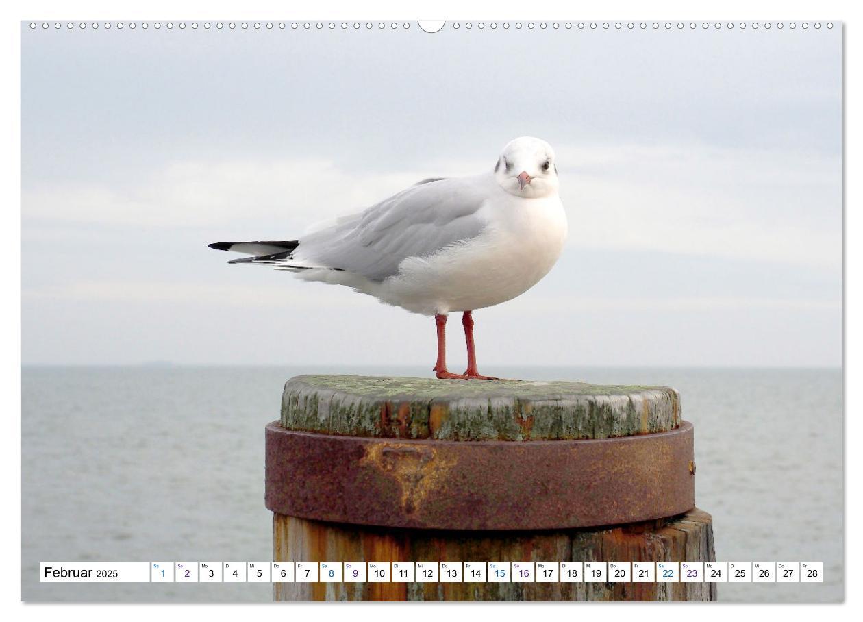 Bild: 9783383995071 | Föhr - Wasser Landschaft Wind und Meer (Wandkalender 2025 DIN A2...