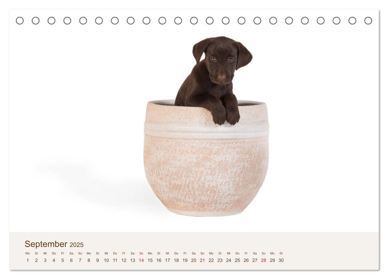 Bild: 9783435616152 | Labrador - Welpen (Tischkalender 2025 DIN A5 quer), CALVENDO...