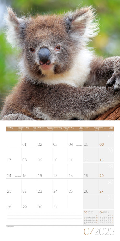 Bild: 9783838445229 | Koalas Kalender 2025 - 30x30 | Ackermann Kunstverlag | Kalender | 2025