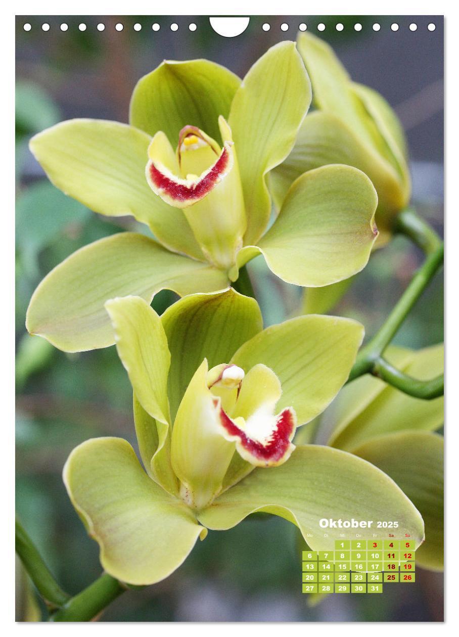 Bild: 9783435903740 | Traumhafte Orchideen (Wandkalender 2025 DIN A4 hoch), CALVENDO...