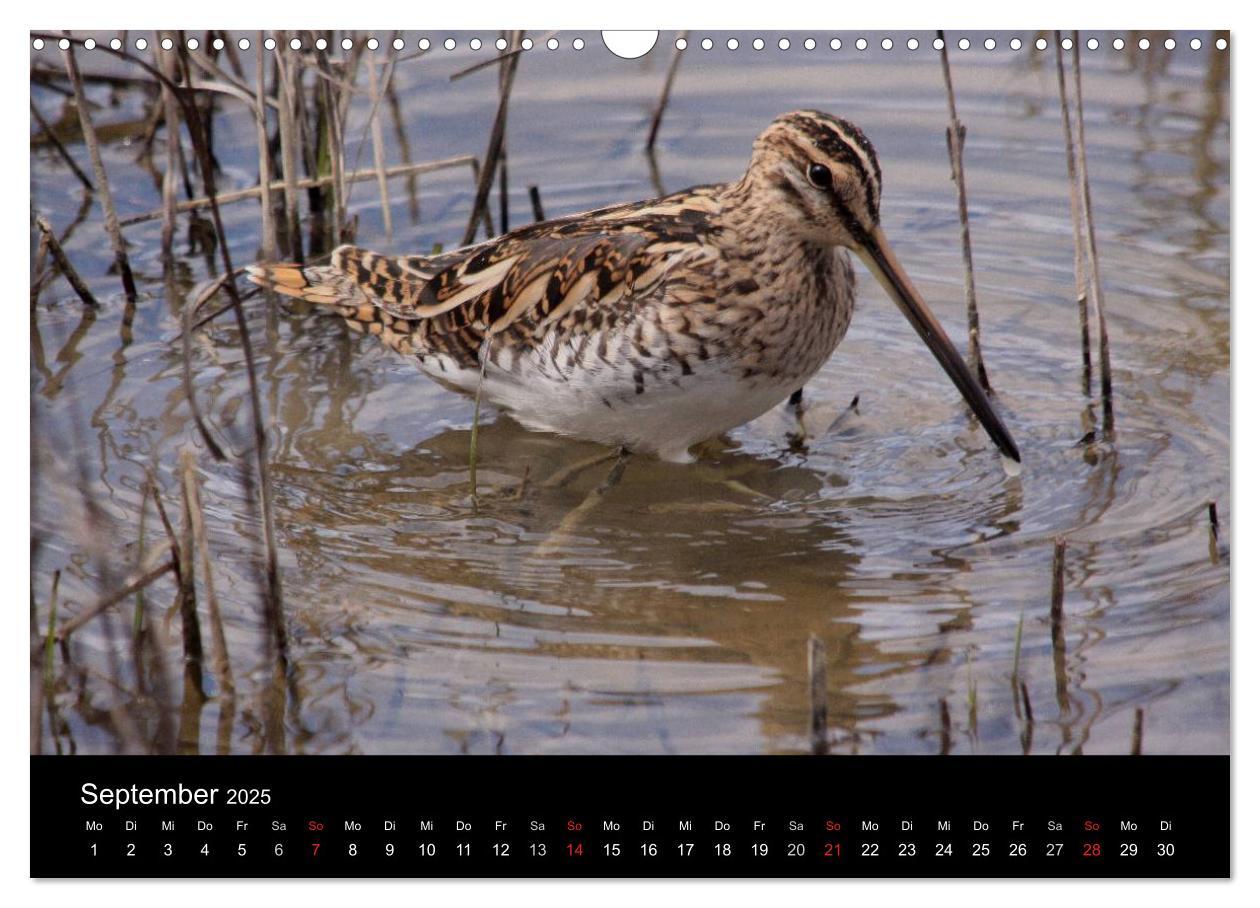 Bild: 9783435512737 | Limikolen Watvögel auf dem Zug (Wandkalender 2025 DIN A3 quer),...