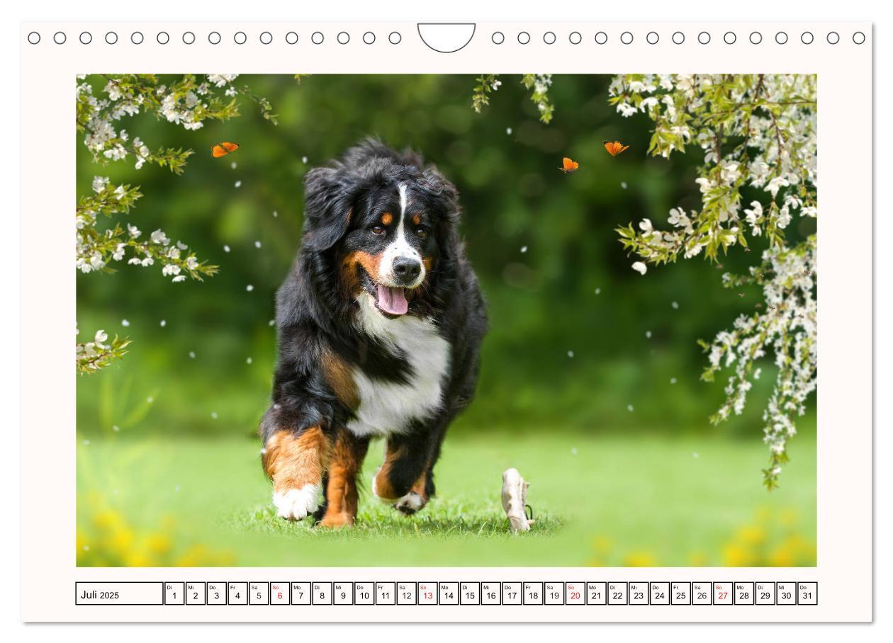 Bild: 9783435136001 | Berner Sennenhunde - Träumereien (Wandkalender 2025 DIN A4 quer),...