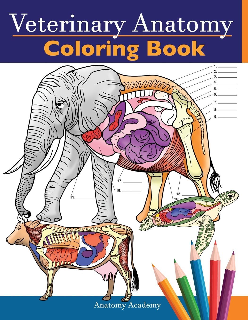 Cover: 9781838188603 | Veterinary Anatomy Coloring Book | Anatomy Academy | Taschenbuch