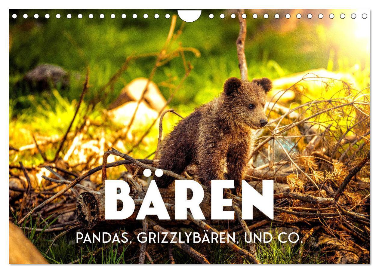 Cover: 9783675711907 | Bären - Pandas, Grizzlybären und Co. (Wandkalender 2024 DIN A4...
