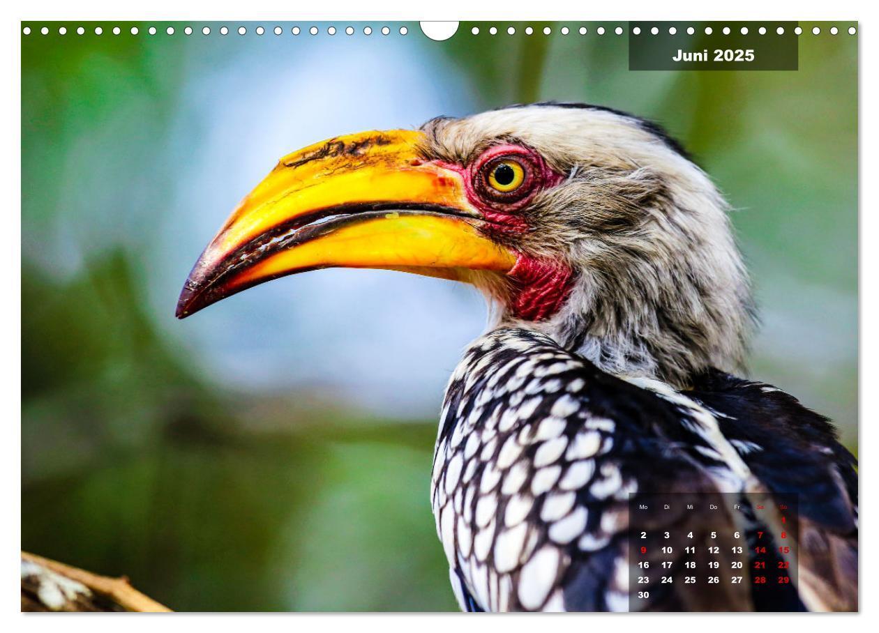 Bild: 9783435030613 | Die bunte Vogelwelt im Kruger National Park (Wandkalender 2025 DIN...