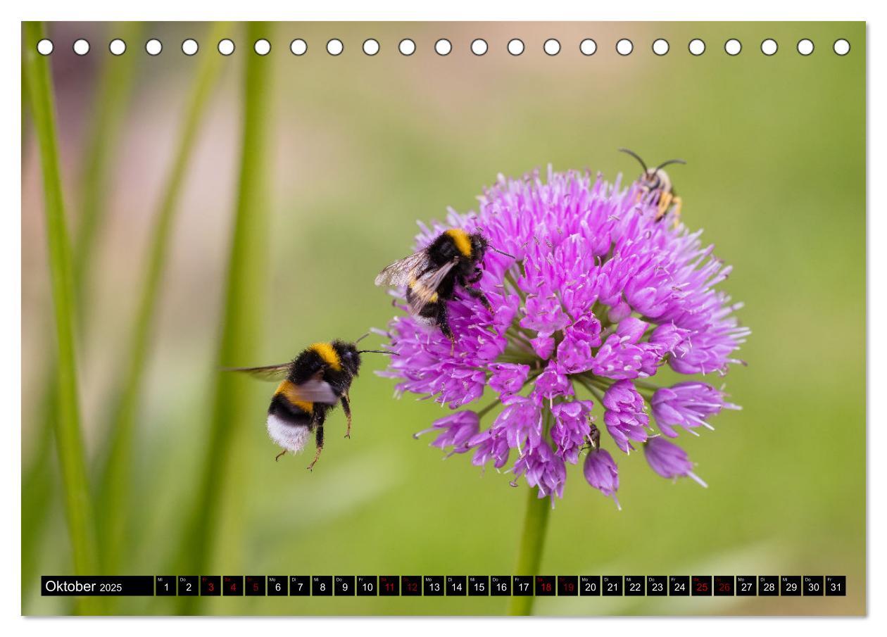 Bild: 9783383847516 | Hummeln - Flugaufnahmen eines faszinierenden Insekts (Tischkalender...