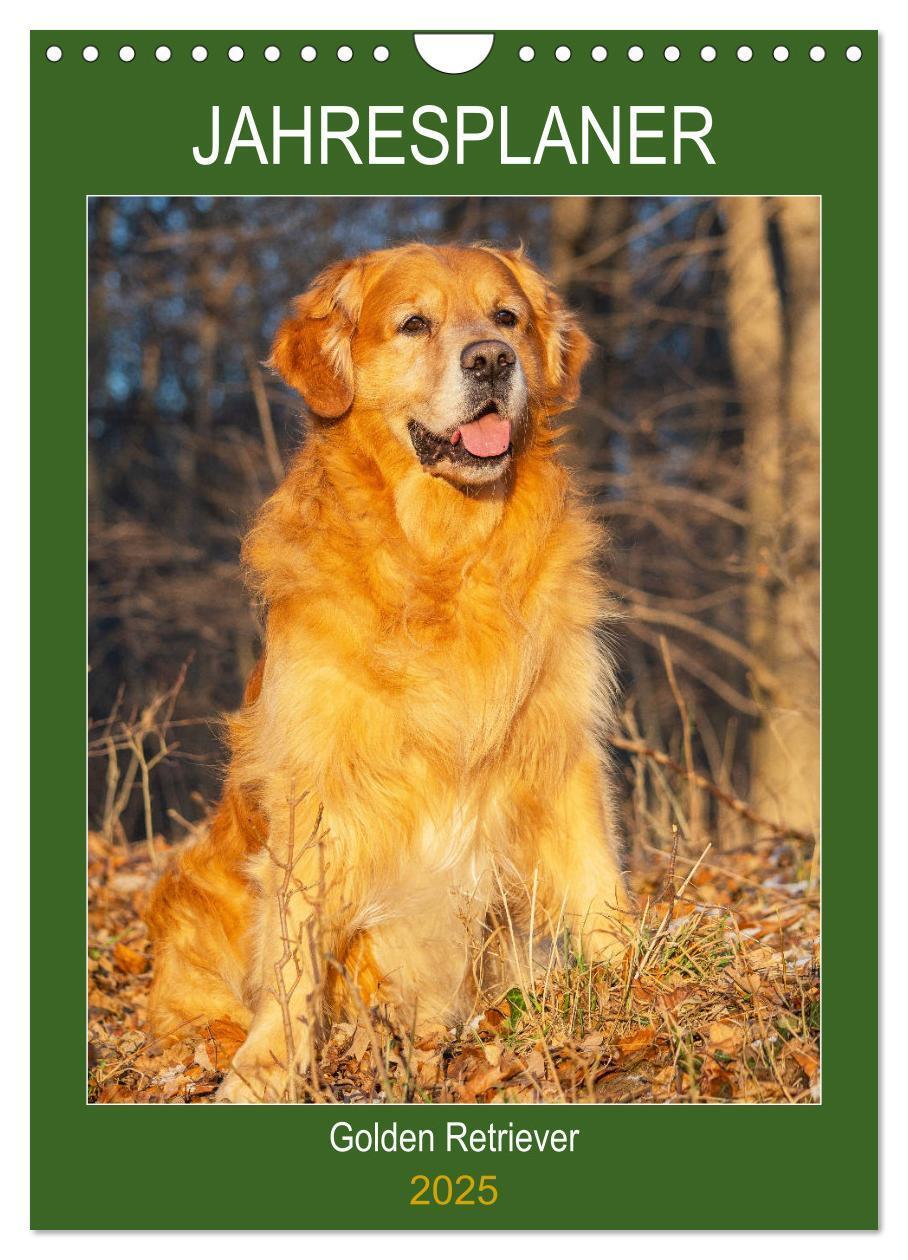 Cover: 9783435960316 | Jahresplaner Golden Retriever (Wandkalender 2025 DIN A4 hoch),...