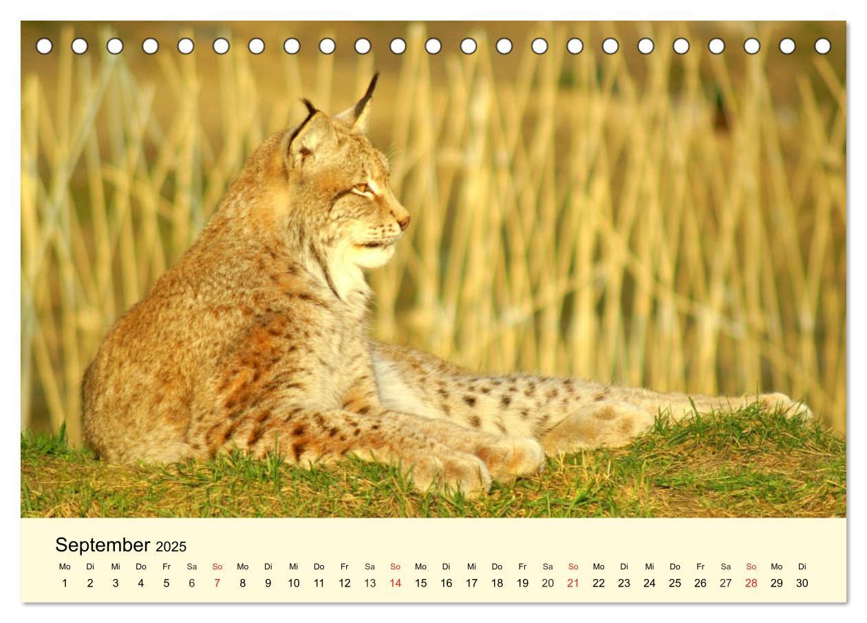 Bild: 9783435175086 | Scheue Wildtiere in heimischen Wäldern und Bergen (Tischkalender...