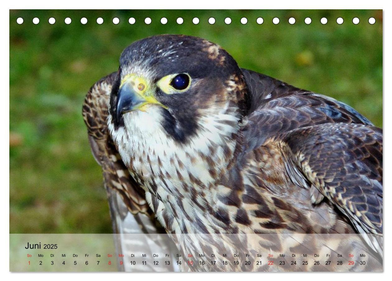 Bild: 9783435650330 | Falken und Greifvögel. Edle Jäger (Tischkalender 2025 DIN A5 quer),...