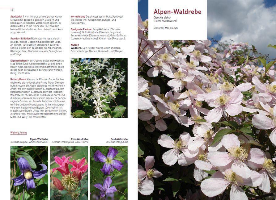 Bild: 9783258083513 | Kletterpflanzen und Bodendecker | Norbert Griebl | Taschenbuch | 2024