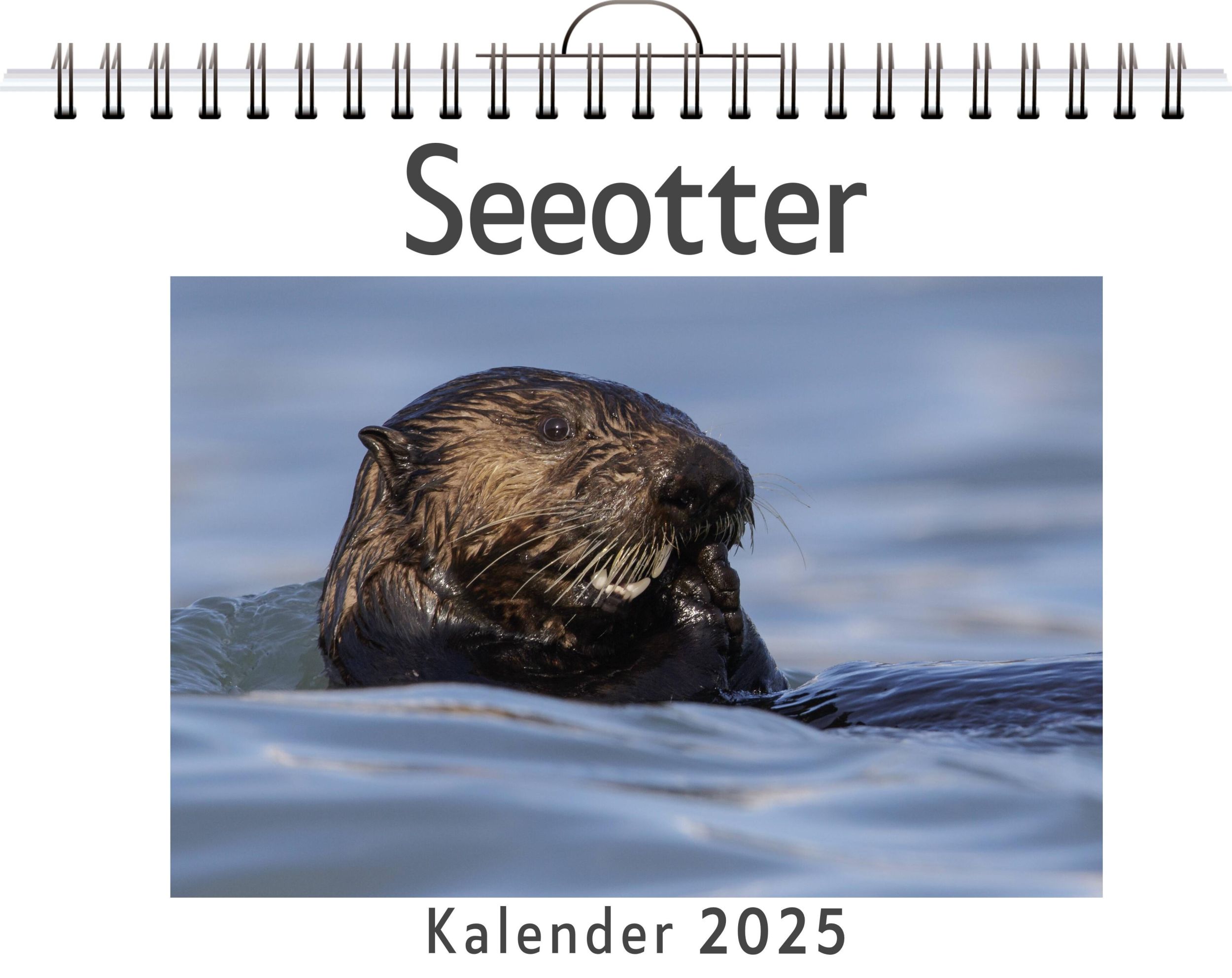 Cover: 9783759120564 | Seeotter | Jonas Hofmann | Kalender | Kalender | 14 S. | Deutsch