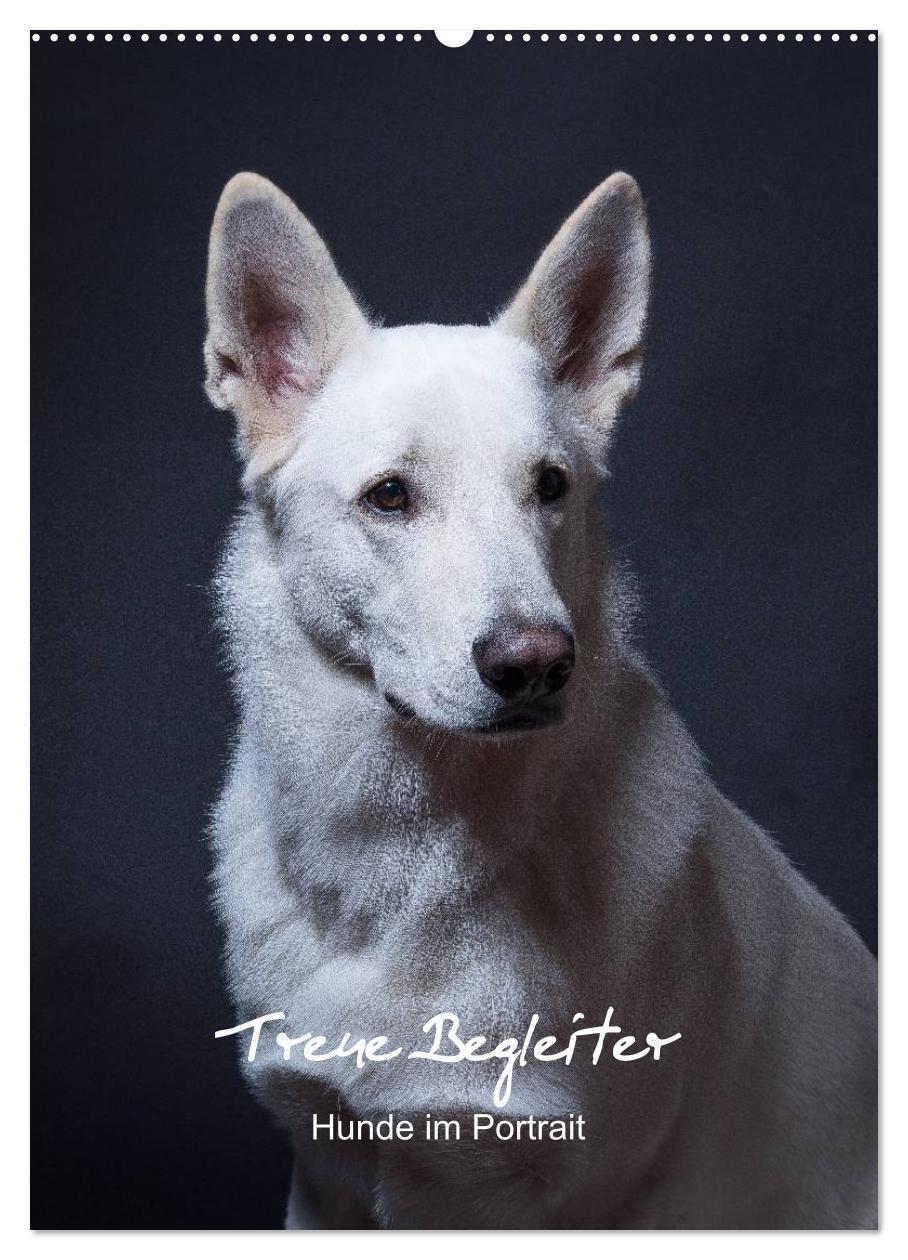 Cover: 9783457009321 | Treue Wegbegleiter, Hunde im Portrait. (Wandkalender 2025 DIN A2...