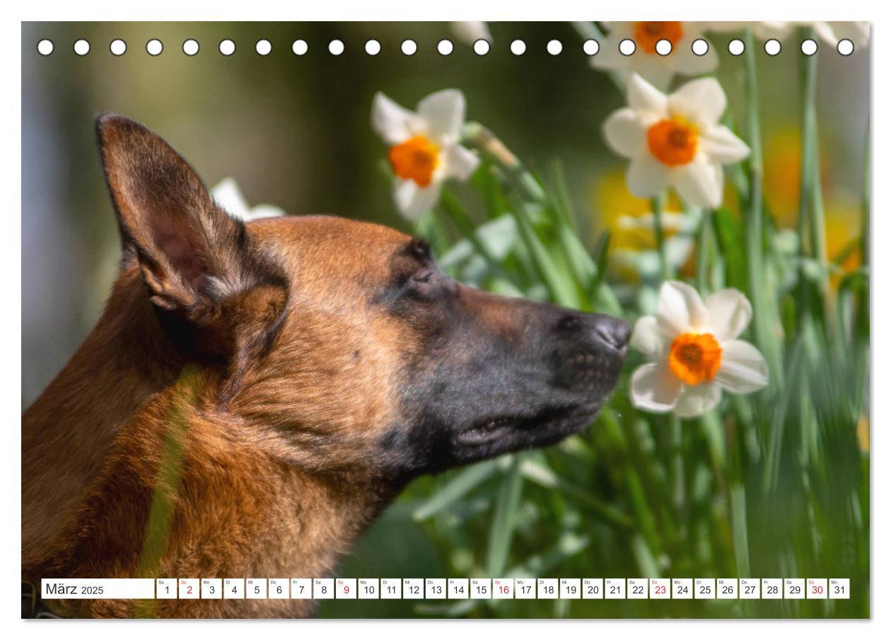 Bild: 9783435144457 | Malinois - belgischer Schäferhund (Tischkalender 2025 DIN A5 quer),...