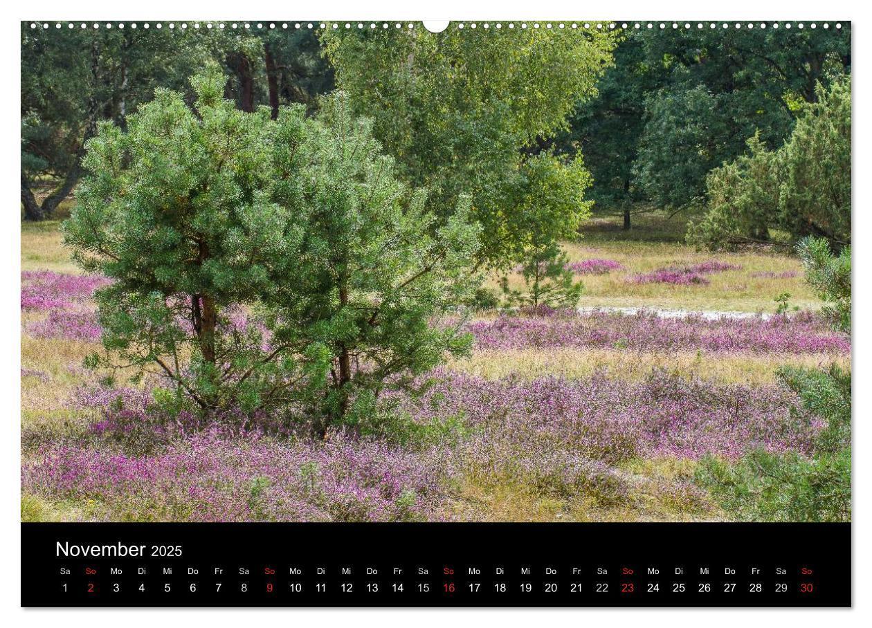 Bild: 9783435775040 | Lüneburger Heide (Wandkalender 2025 DIN A2 quer), CALVENDO...