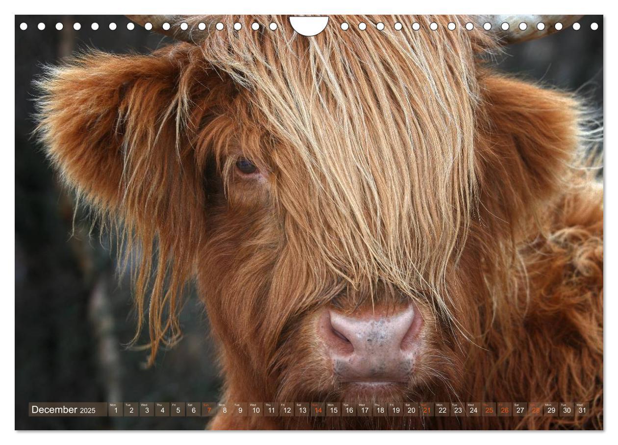 Bild: 9781325994274 | Highland Cattle - Native Breed of Scotland (Wall Calendar 2025 DIN...