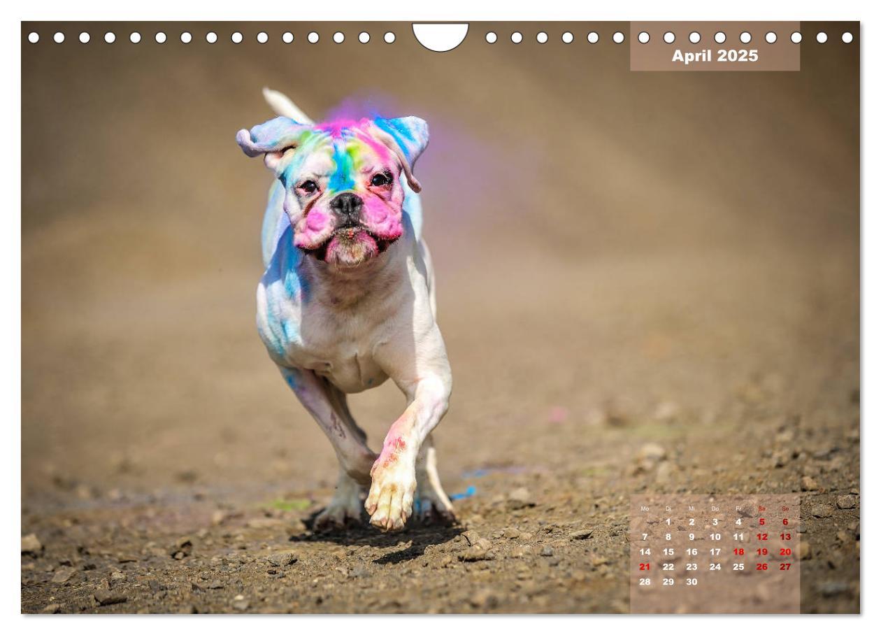 Bild: 9783435340507 | Typisch Boxer (Wandkalender 2025 DIN A4 quer), CALVENDO Monatskalender