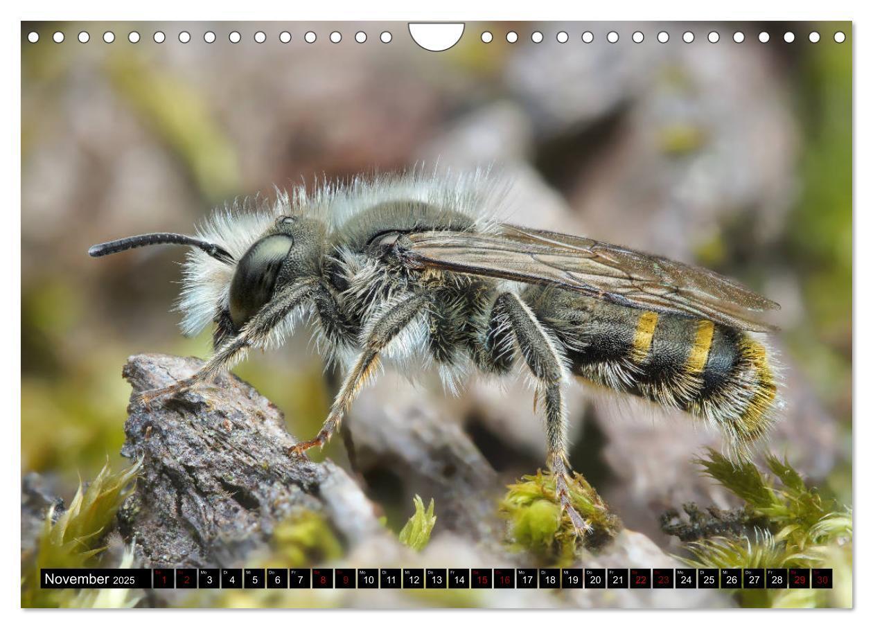 Bild: 9783435340965 | Faszination Makrofotografie: Wespen und Bienen (Wandkalender 2025...