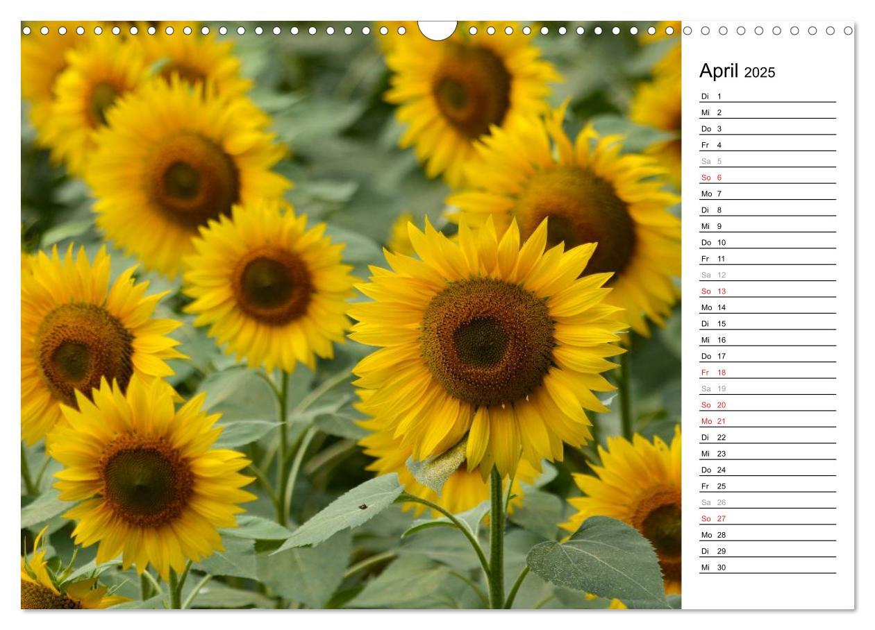 Bild: 9783435476770 | Ein Jahr lang Sonnenblumen (Wandkalender 2025 DIN A3 quer),...