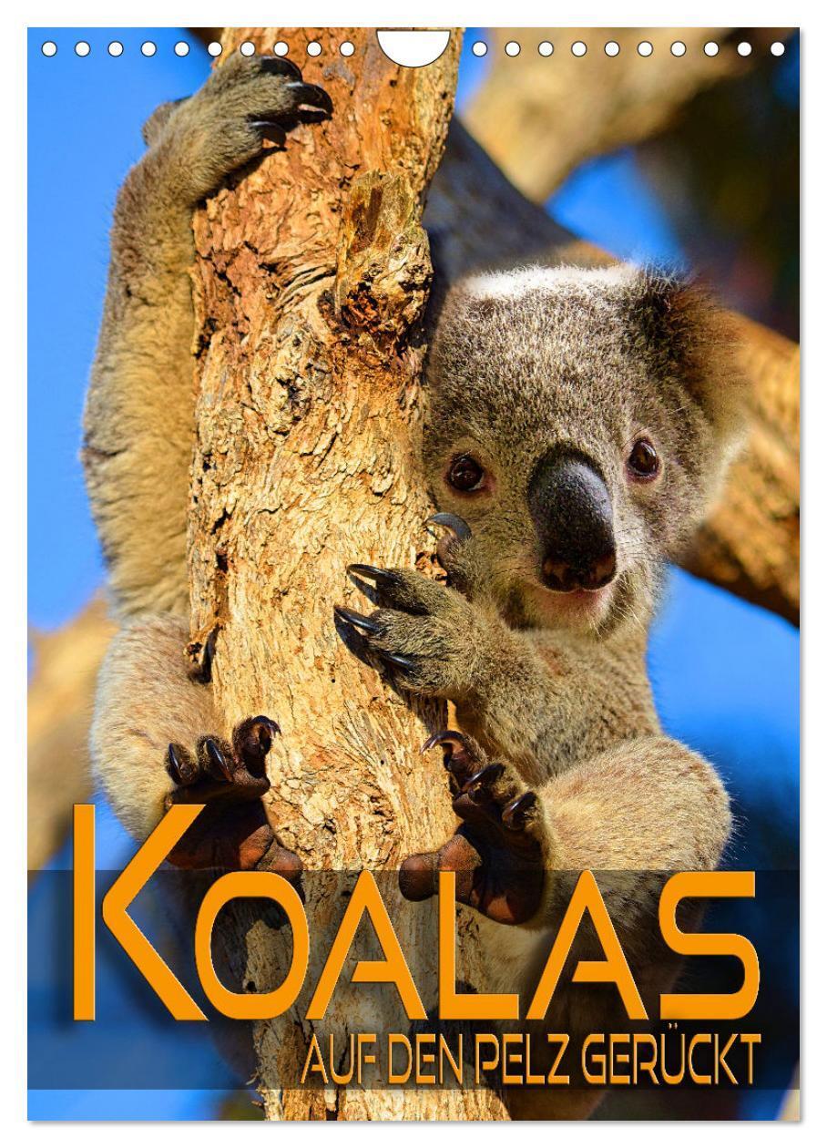 Cover: 9783675921795 | Koalas auf den Pelz gerückt (Wandkalender 2024 DIN A4 hoch),...
