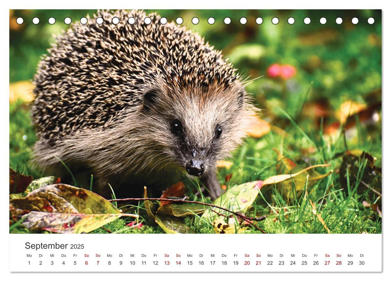 Bild: 9783383940613 | Igel - Niedliche kleine Stachelritter (Tischkalender 2025 DIN A5...