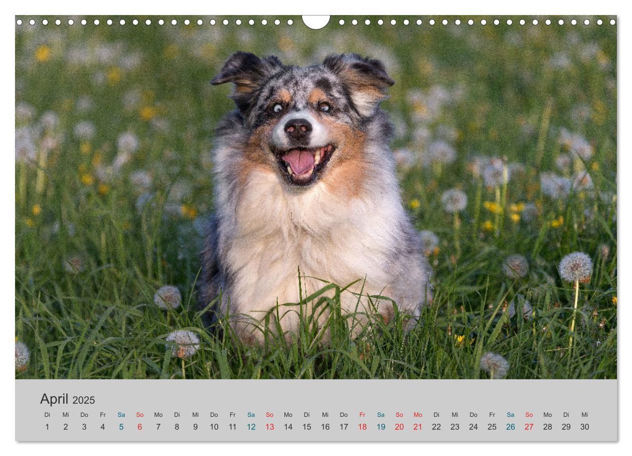 Bild: 9783435762569 | Mit Aussies unterwegs - Die bunte Welt der Australian Shepherds...