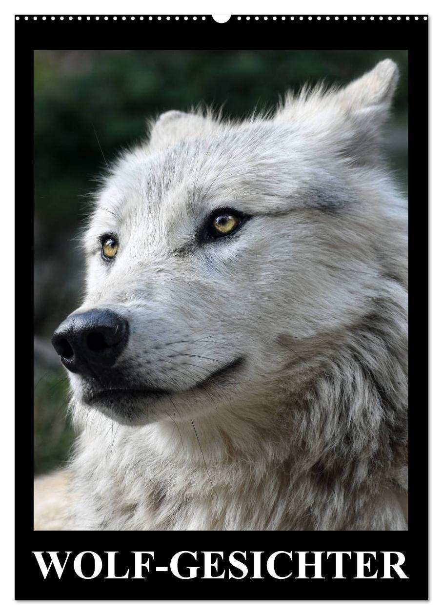 Cover: 9783457065587 | Wolf-Gesichter (Wandkalender 2025 DIN A2 hoch), CALVENDO...