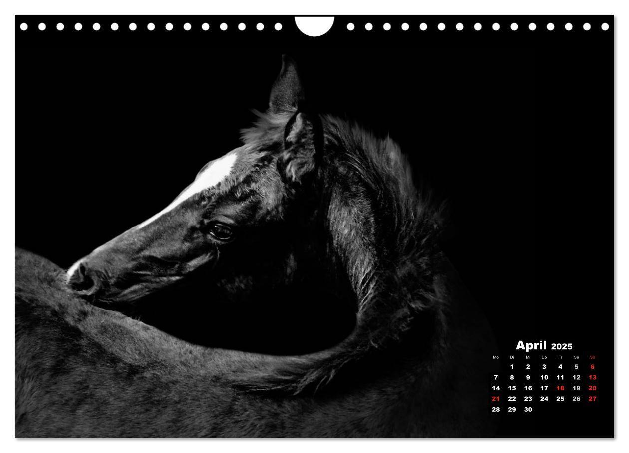 Bild: 9783435630905 | Pferde zwischen Licht und Schatten (Wandkalender 2025 DIN A4 quer),...