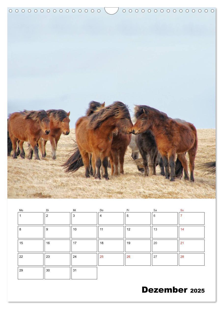 Bild: 9783457026335 | ISLANDPFERDE an der Küste von Snæfellsnes (Wandkalender 2025 DIN A3...