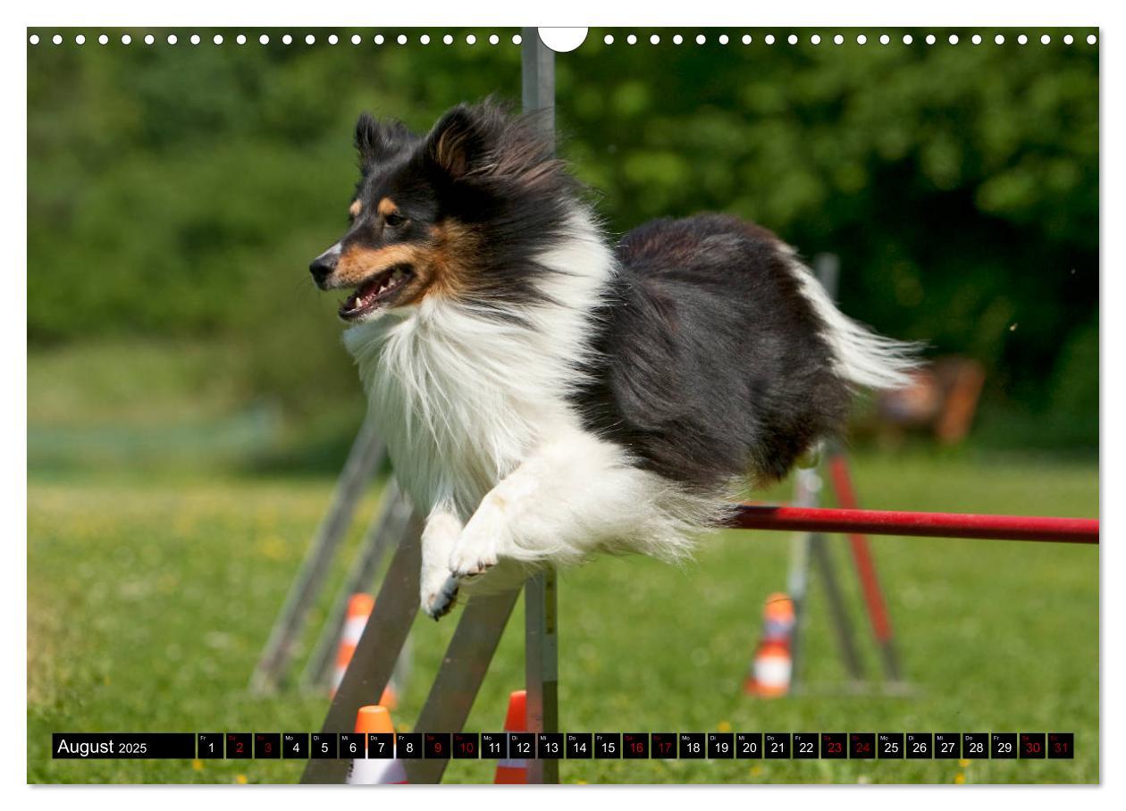 Bild: 9783435409686 | Shetland Sheepdogs - Kleine Charmeure (Wandkalender 2025 DIN A3...