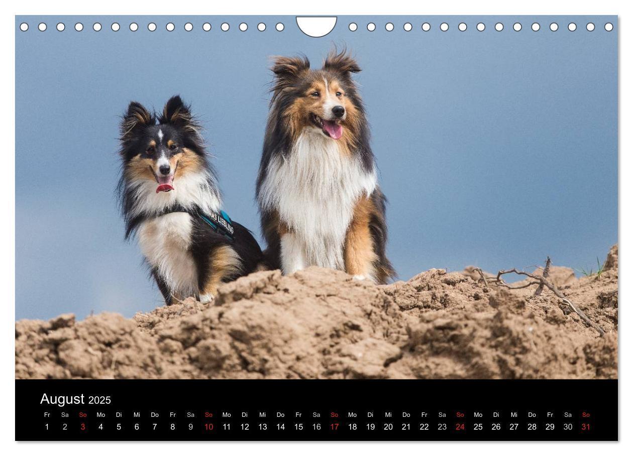 Bild: 9783435606795 | Wir lieben Shelties (Wandkalender 2025 DIN A4 quer), CALVENDO...