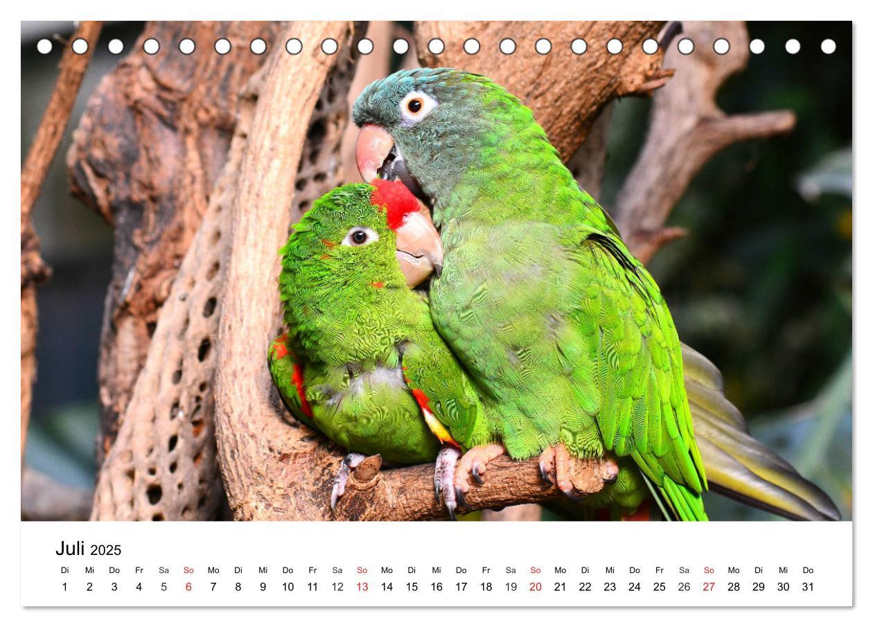 Bild: 9783435186556 | Papageien. Knallbunte Aras und Co. (Tischkalender 2025 DIN A5...