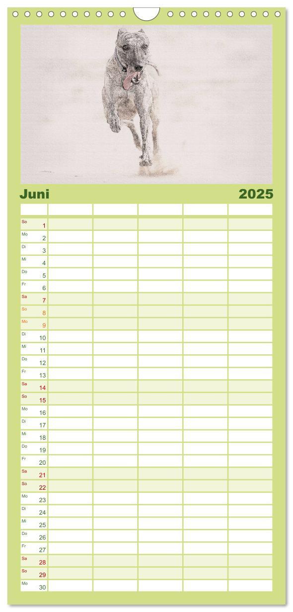 Bild: 9783457121146 | Familienplaner 2025 - Whippet 2025 mit 5 Spalten (Wandkalender, 21...