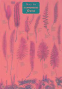 Cover: 9781851532902 | Merryweather, J: Key to Common Ferns | James Merryweather | Englisch