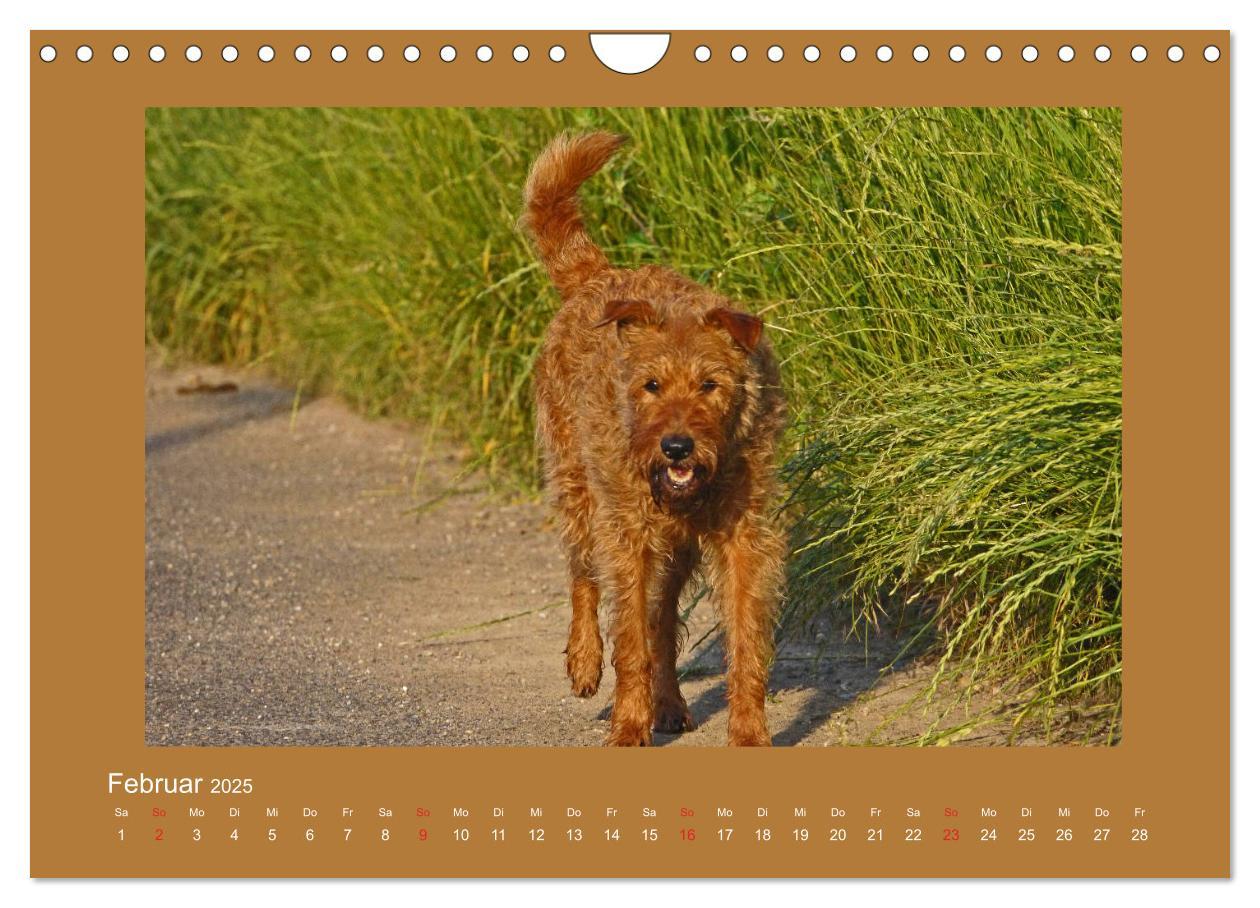 Bild: 9783435286973 | Kelly, der Irish Terrier - innen und außen aus Gold (Wandkalender...