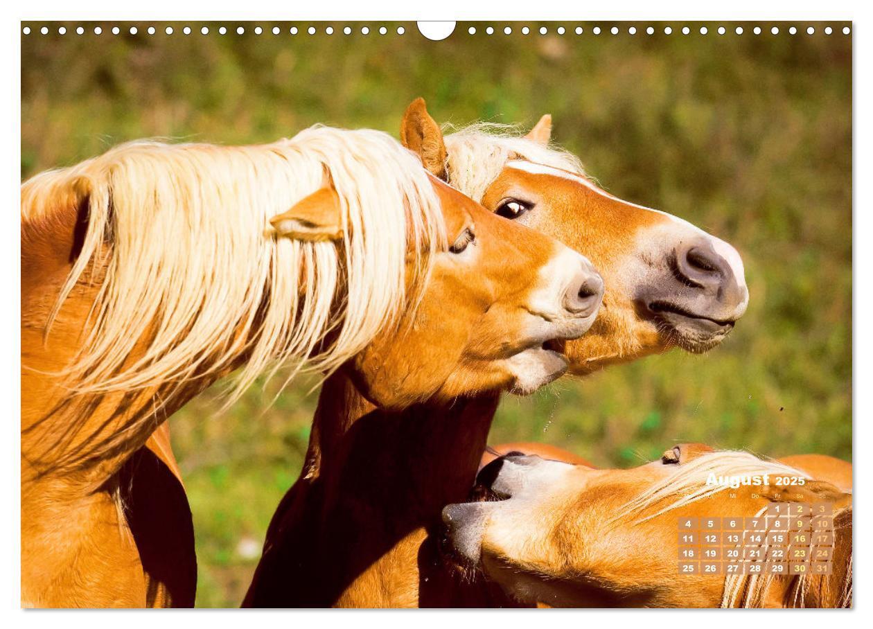 Bild: 9783457184998 | Haflinger: Die blonden Pferde von der Alm (Wandkalender 2025 DIN A3...