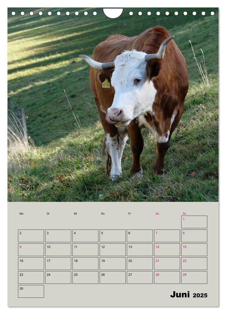 Bild: 9783435970292 | Kuhportraits Hornkühe (Wandkalender 2025 DIN A4 hoch), CALVENDO...