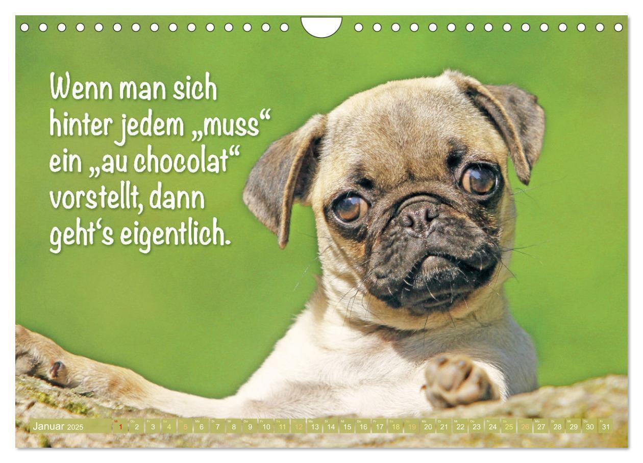 Bild: 9783457167144 | Lächeln mit Mops (Wandkalender 2025 DIN A4 quer), CALVENDO...