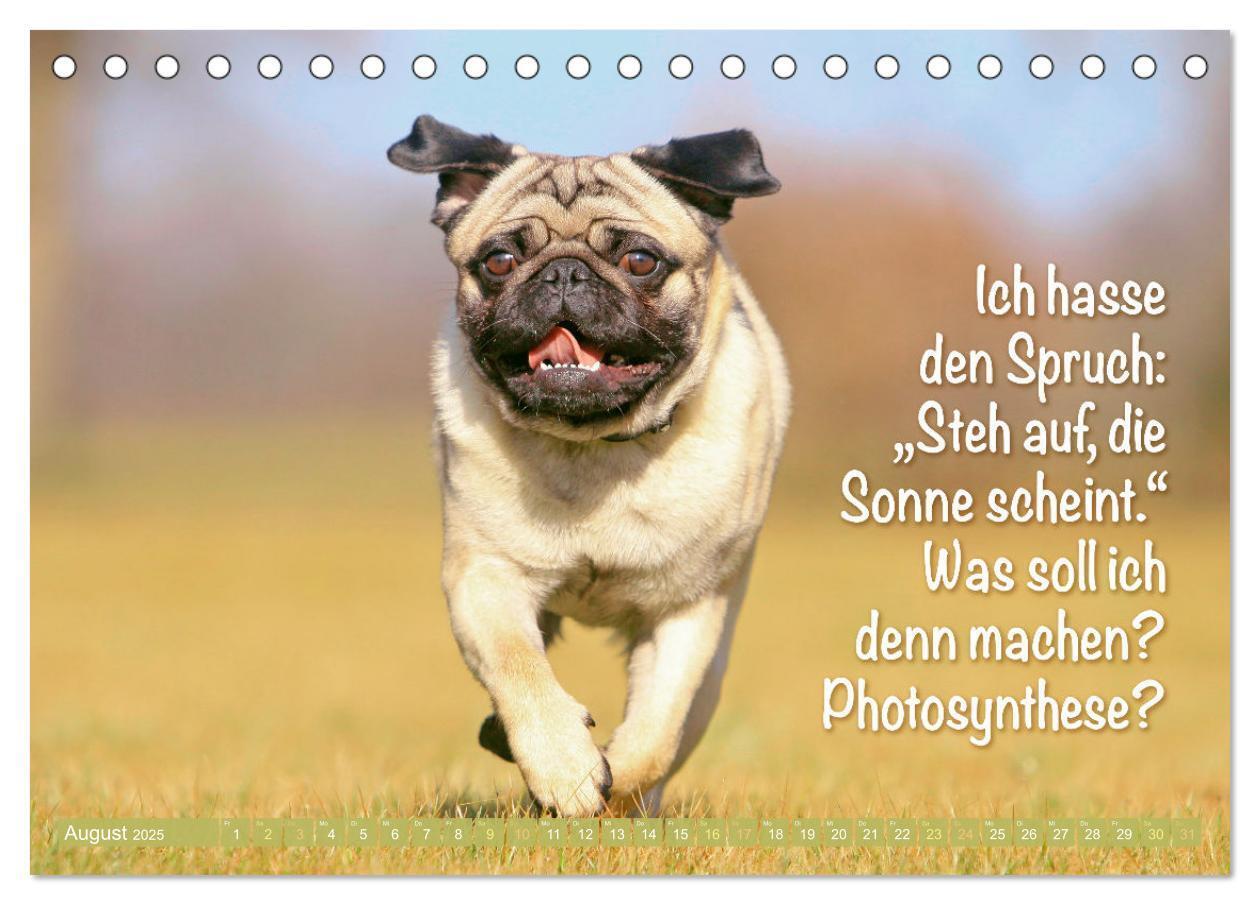 Bild: 9783457167267 | Lächeln mit Mops (Tischkalender 2025 DIN A5 quer), CALVENDO...