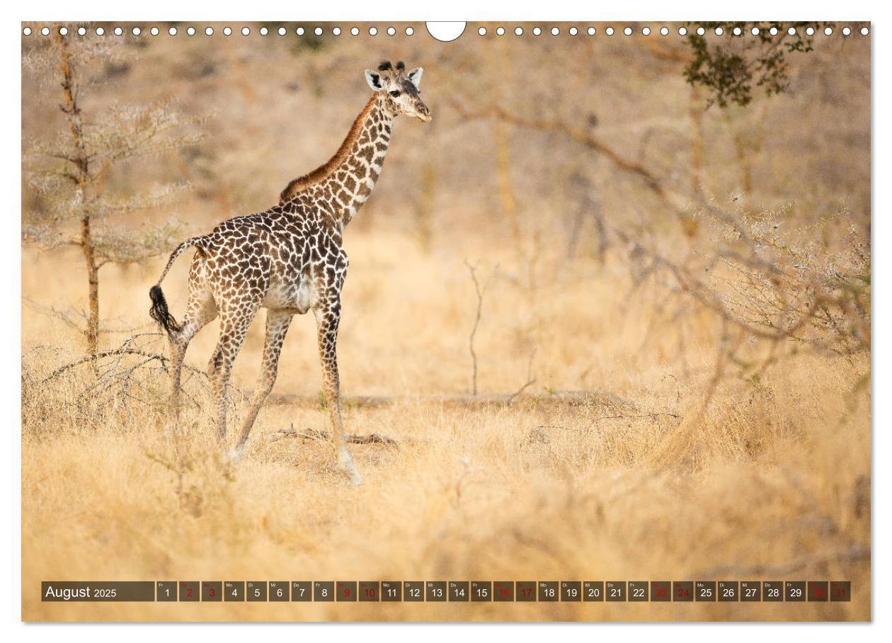 Bild: 9783435424030 | Safari in Tansania (Wandkalender 2025 DIN A3 quer), CALVENDO...