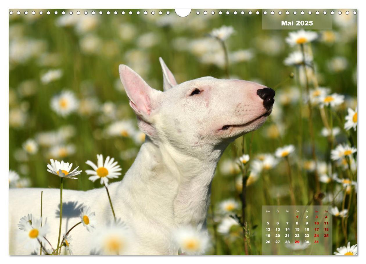 Bild: 9783435341122 | Bullterrier 2025 Frech und fröhlich durch das Jahr (Wandkalender...