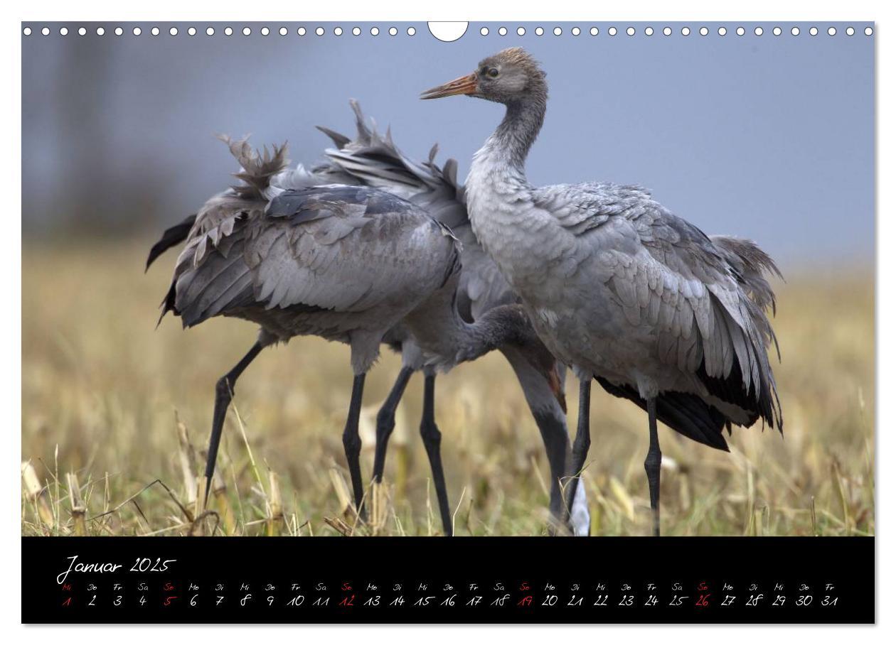 Bild: 9783435816316 | Kraniche - Vögel des Glücks (Wandkalender 2025 DIN A3 quer),...