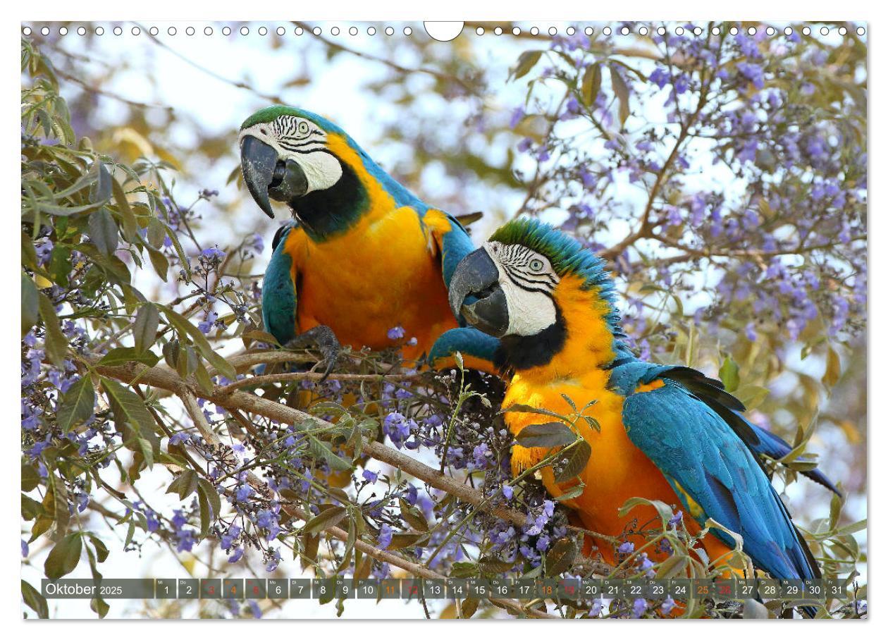 Bild: 9783435262809 | Aras im Pantanal (Wandkalender 2025 DIN A3 quer), CALVENDO...