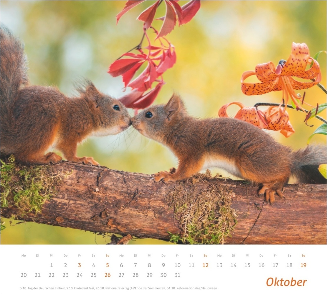 Bild: 9783756406869 | Eichhörnchen Bildkalender 2025 | Geert Weggen | Kalender | 14 S.