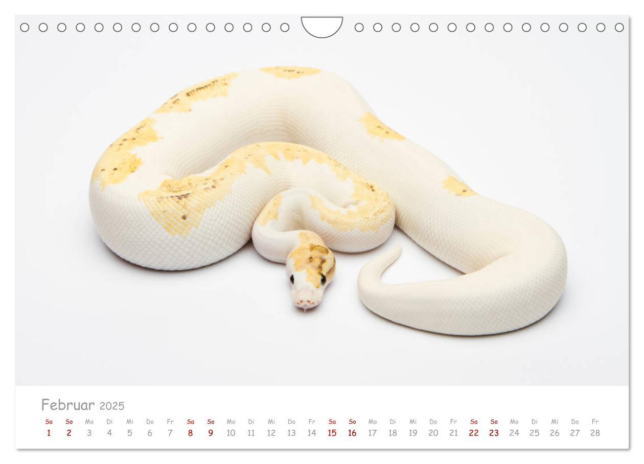 Bild: 9783435118014 | Königspythons - bunte Schlangen (Wandkalender 2025 DIN A4 quer),...