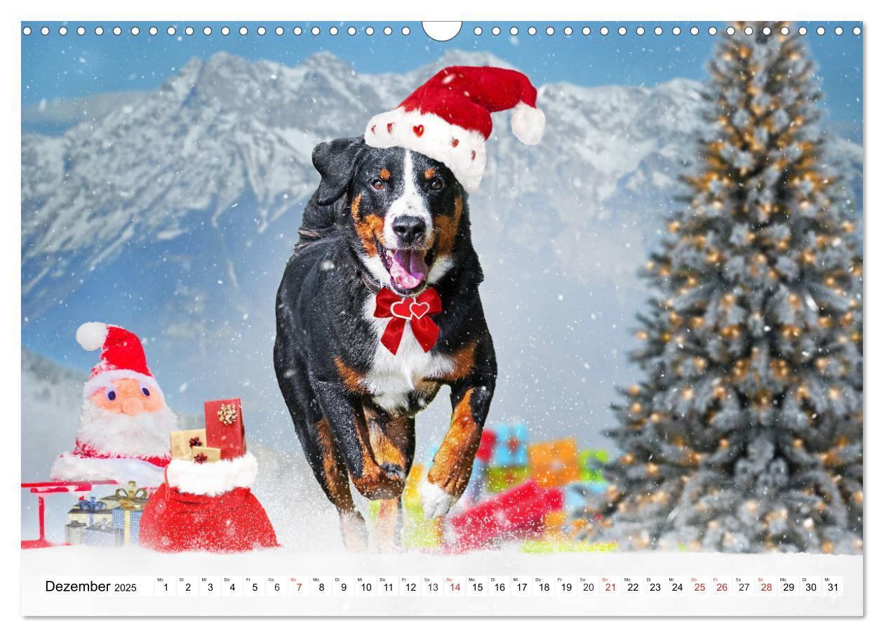 Bild: 9783435112630 | Appenzeller Sennenhund - Ein Schweizer auf 4 Pfoten (Wandkalender...