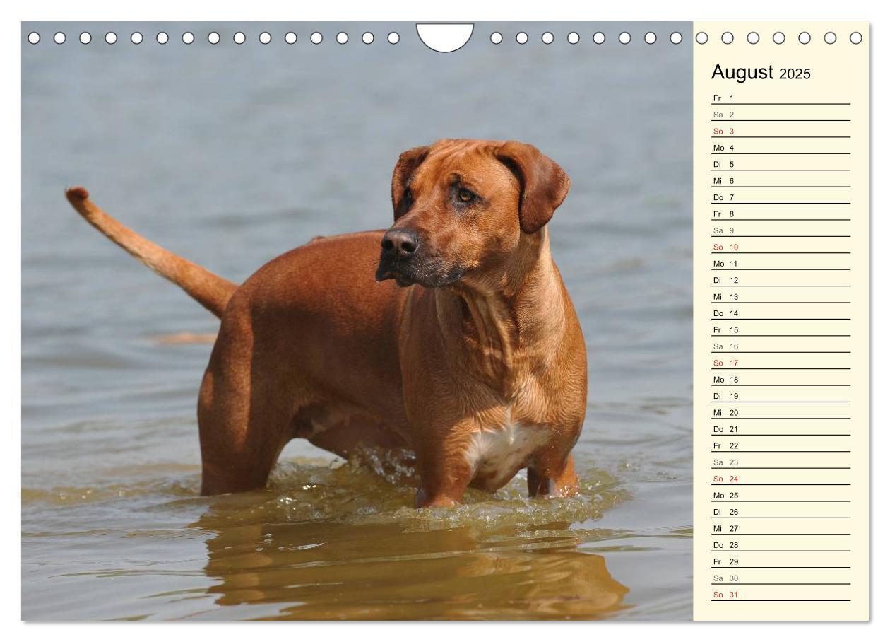 Bild: 9783435541416 | Rhodesian Ridgeback 2025 (Wandkalender 2025 DIN A4 quer), CALVENDO...