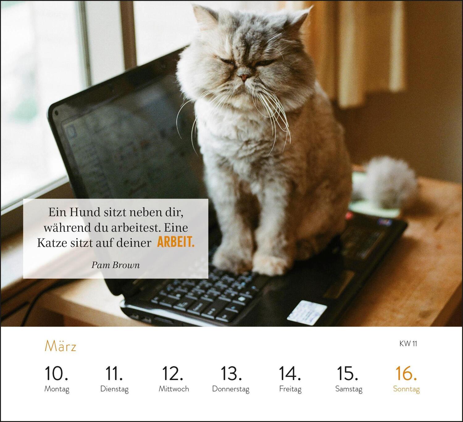Bild: 4036442012017 | Wochenkalender 2025: Kluge Katzen | Kathrin Schmoll | Kalender | 2025
